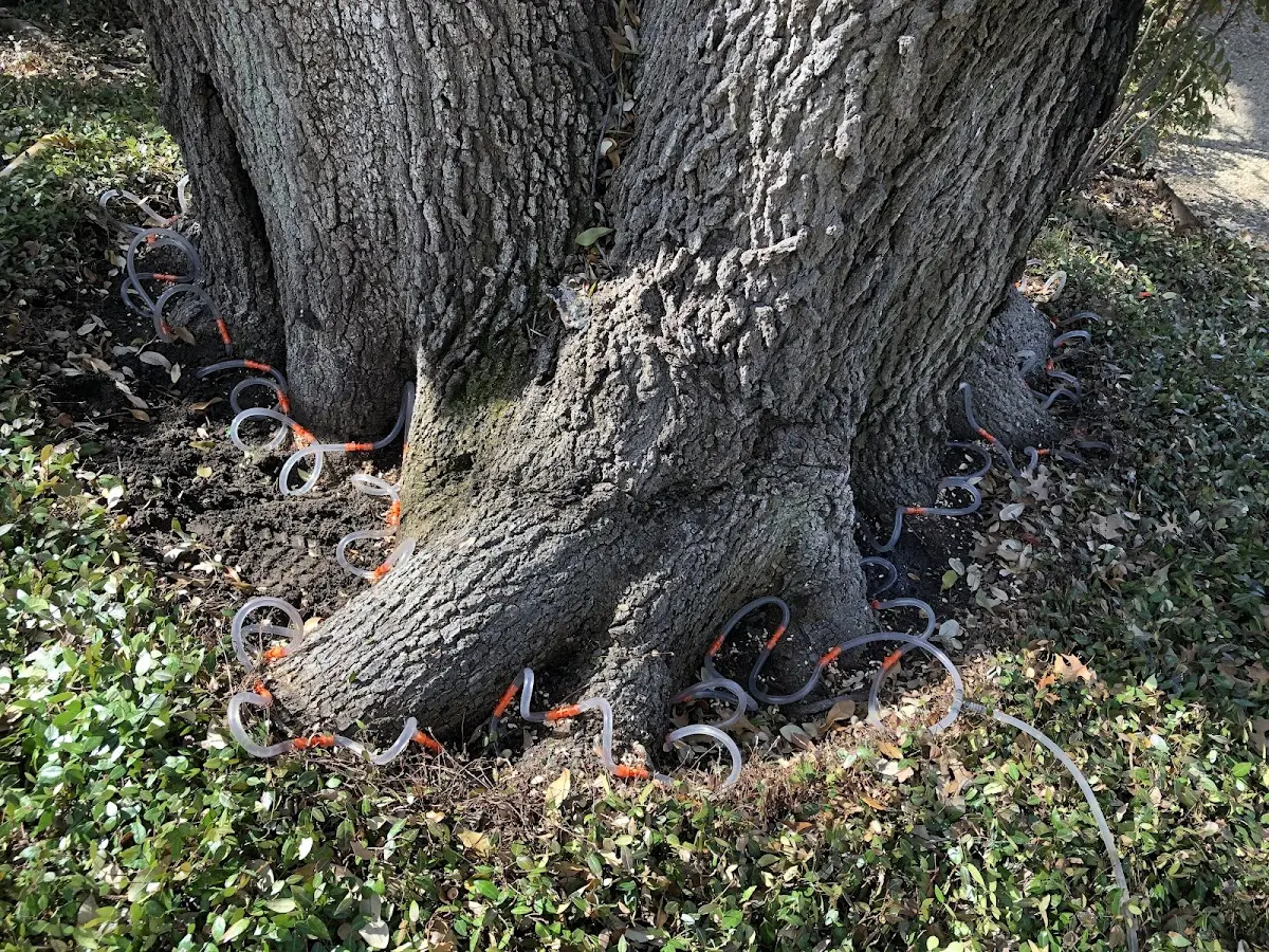 Detailed Tree Cabling and Bracing job site in Flovilla