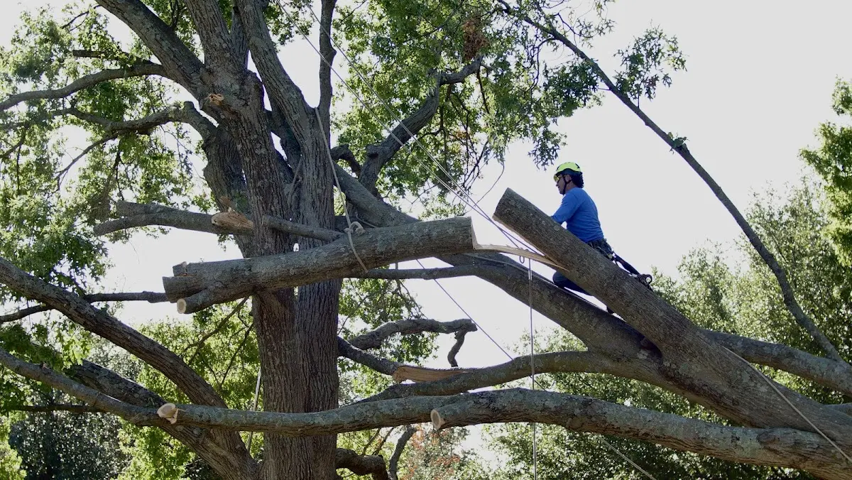 Professional Crown Thinning performed by certified arborists in Flovilla